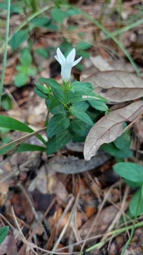 Image of Spigelia loganioides by (c) Athena Philips, some rights reserved (CC BY)