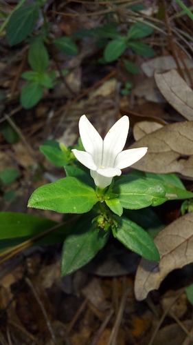 Image of Spigelia loganioides by (c) Athena Philips, some rights reserved (CC BY)