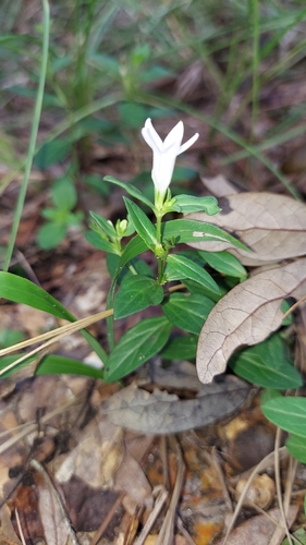 Image of Spigelia loganioides by (c) Athena Philips, some rights reserved (CC BY)