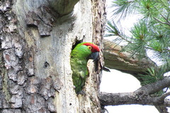 Thick-Billed Parrot photo 4