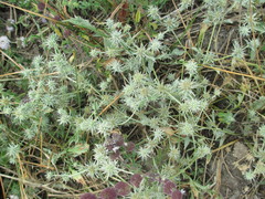 Eryngium aristulatum