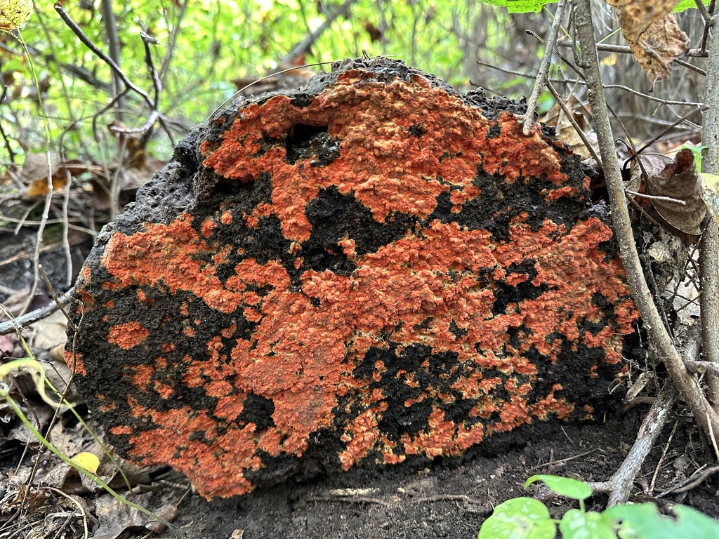 scarlet waxcrust from Dennis Rd, Bloomsbury, NJ, US on October 4, 2024 ...