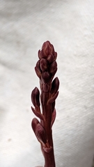 Bletia nitida
