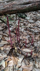 Bletia nitida