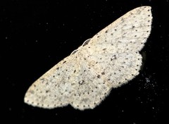 Cyclophora turneri