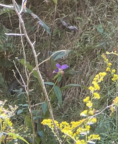 Chelone cuthbertii, photograph 6