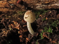 Bolbitius reticulatus