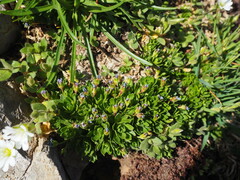 Androsace ciliata, photograph Sylvain Gérard, CC BY, iNaturalist via GBIF