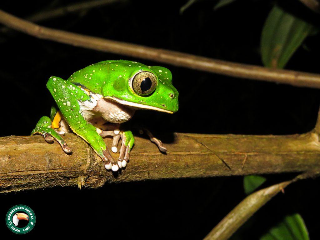 Burmeister's Frog