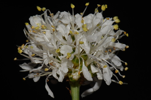 Image of Dalea multiflora by (c) Brian Finzel, some rights reserved (CC BY-SA)