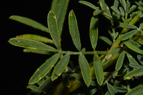 Image of Dalea multiflora by (c) Brian Finzel, some rights reserved (CC BY-SA)