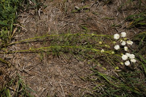 Image of Dalea multiflora by (c) Brian Finzel, some rights reserved (CC BY-SA)