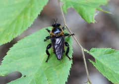 Laphria apila