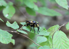 Laphria apila