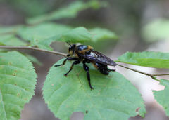 Laphria apila