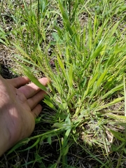 Dichanthelium implicatum