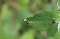 Diabrotica scutellata