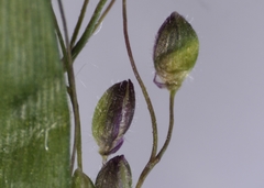 Dichanthelium implicatum