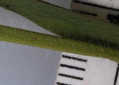 Dichanthelium implicatum