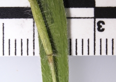 Dichanthelium implicatum