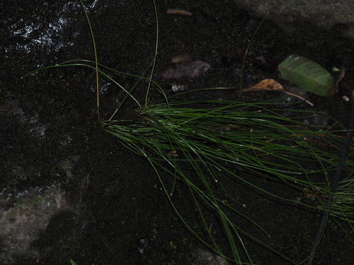 Eleocharis geniculata observed 2024-09-28