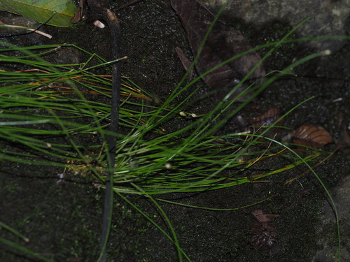 Image of Eleocharis geniculata by (c) Kevin Faccenda, some rights reserved (CC BY)