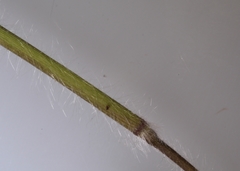 Dichanthelium implicatum