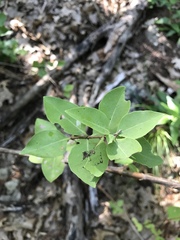 Lonicera albiflora