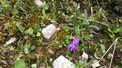 Viola alpina