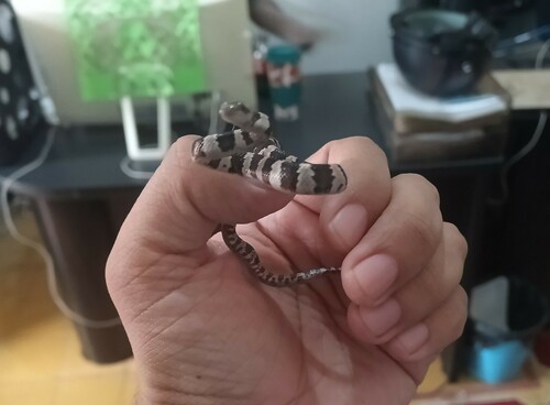 Mexican Lyre Snake, Trimorphodon tau