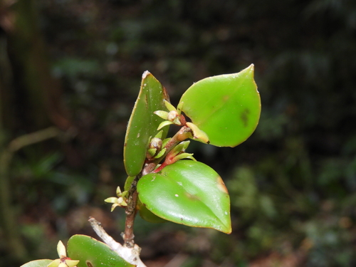 Codonanthe cordifolia