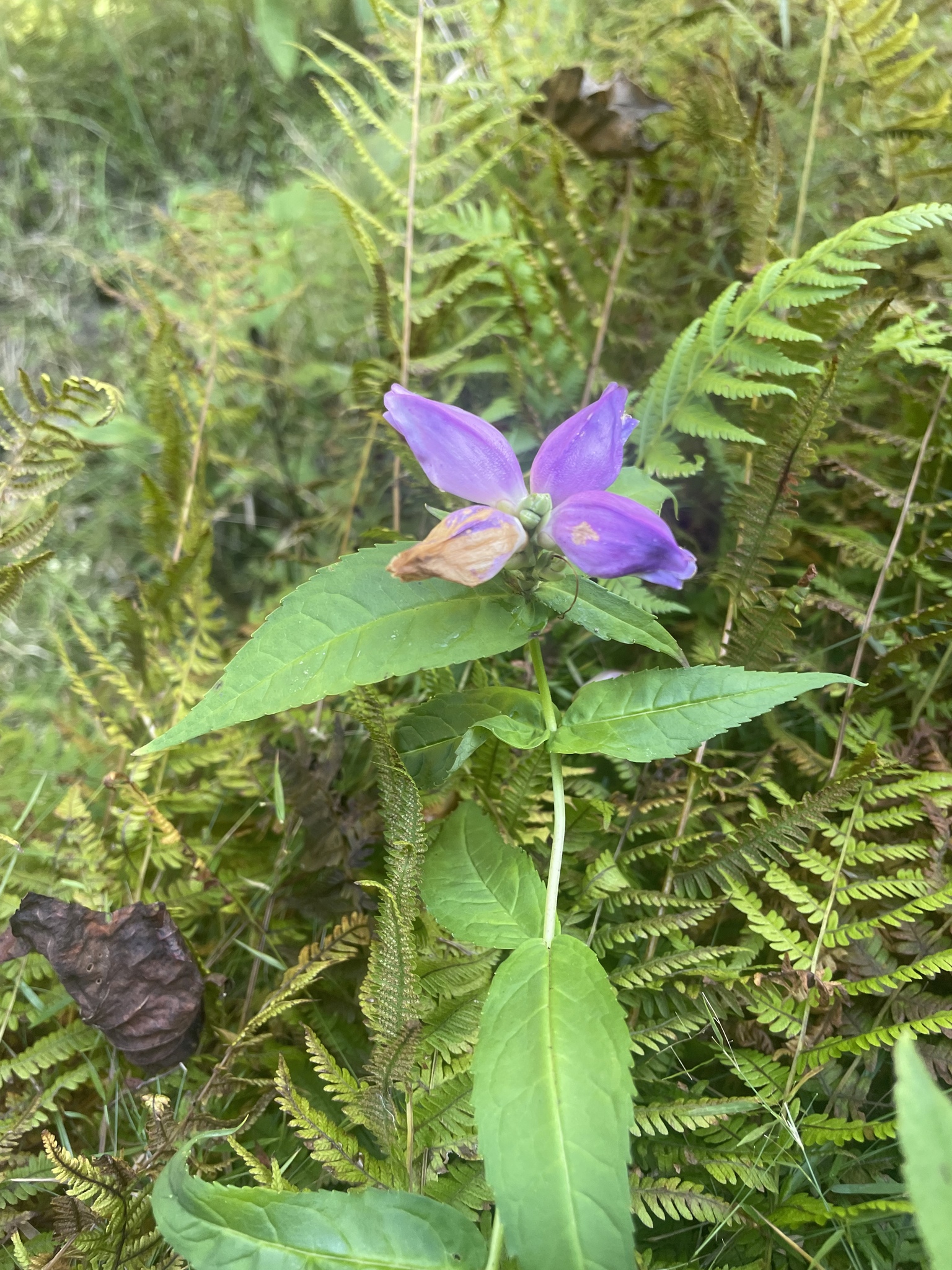 Cuthbert's Turtlehead (Chelone cuthbertii)