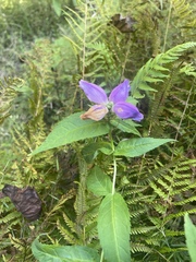 Chelone cuthbertii