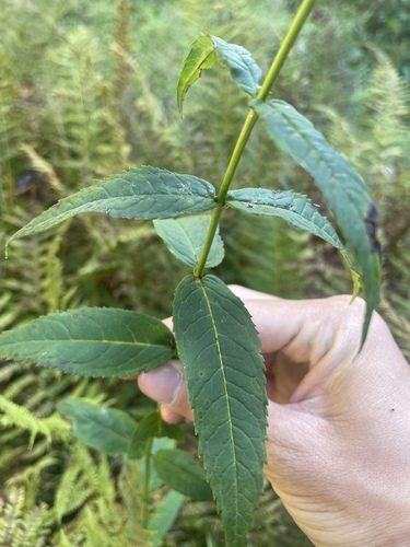 Chelone cuthbertii, photograph 2