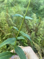 Chelone cuthbertii, photograph (c) harrier, some rights reserved (CC BY)