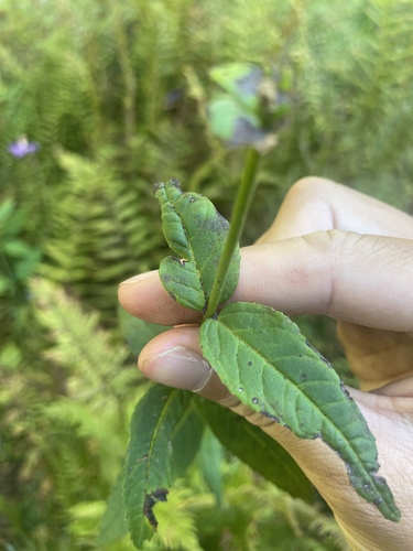 Chelone cuthbertii, photograph 4