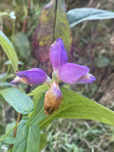 Chelone cuthbertii, photograph 5
