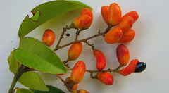 Rourea doniana