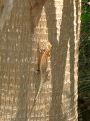 Sceloporus licki