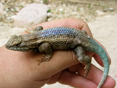 Sceloporus licki