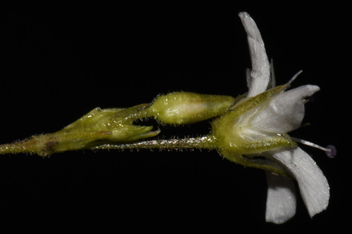 Image of Eremogone fendleri by (c) Brian Finzel, some rights reserved (CC BY-SA)