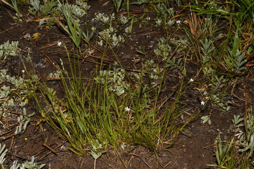 Image of Eremogone fendleri by (c) Brian Finzel, some rights reserved (CC BY-SA)