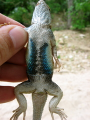 Sceloporus licki