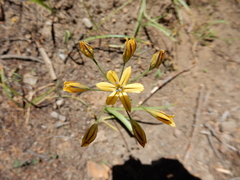 Triteleia ixioides anilina