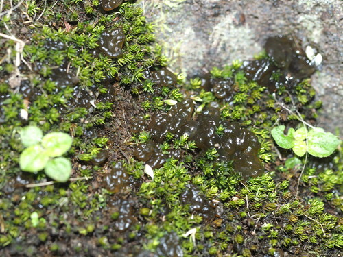Nostoc observed 2024-09-28