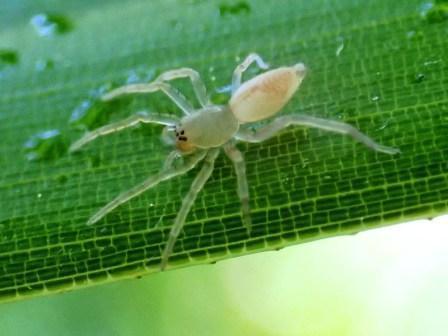 Two Amazingly Tiny Spider Species Found in China