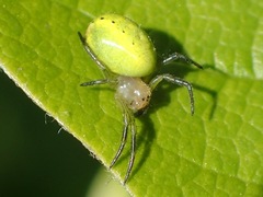 Araniella opisthographa