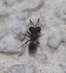 Cratomus megacephalus