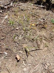 Triteleia ixioides anilina