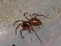 Robertus lividus